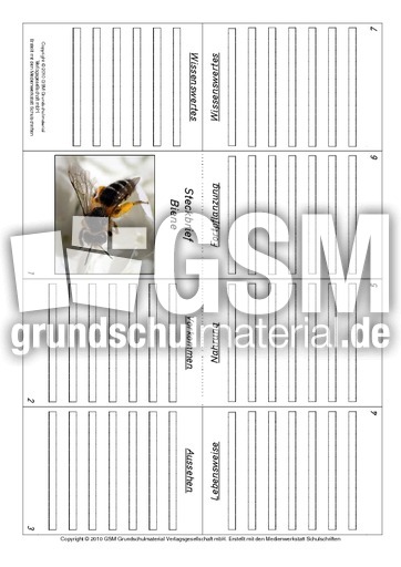 Faltbuch-Biene.pdf